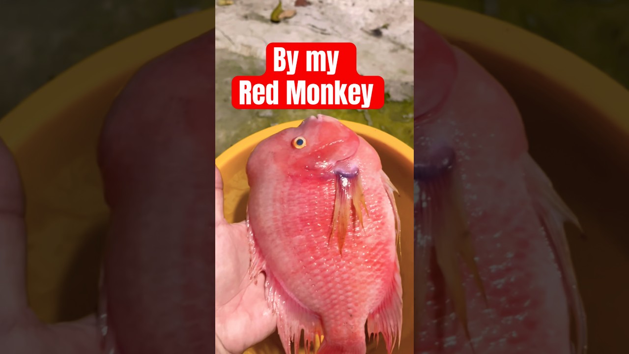 By My Red Monkey #flowerhorn