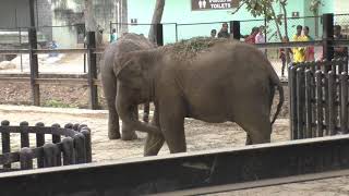 Asian Elephants in Bannerghatta National Park  / Zoo Bengaluru || Bannerghatta Biological Park screenshot 5