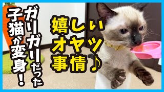 初めてのオヤツに挑戦した子猫が可愛すぎる。冬78