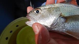 グーグーイシモチ 鳴く魚 Youtube