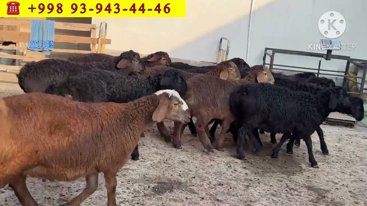 2026 BARRA 75/80 sm KATTA QOZILARI ARZON NARXDA😱