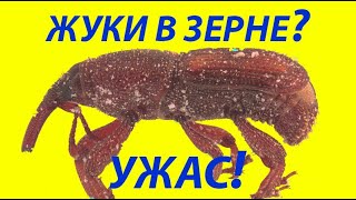 Нашли Жуков в Зерне? Ужас? Приносите Жуков на Анализ и Определение.