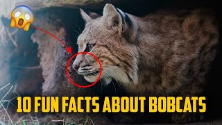 10 Fun Facts About Bobcats 2022