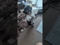 ラムちゃん5回目の来襲