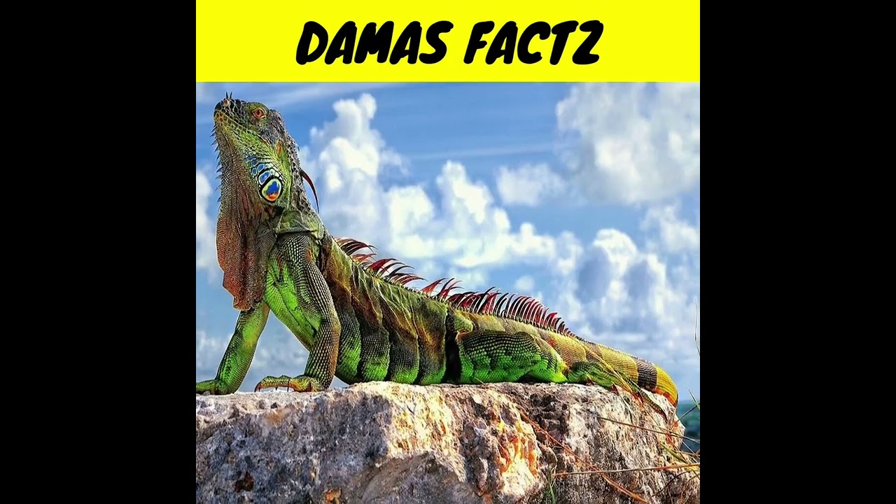 Allah Tala ने छिपकली को क्यों पैदा किया 🦎 || #shorts