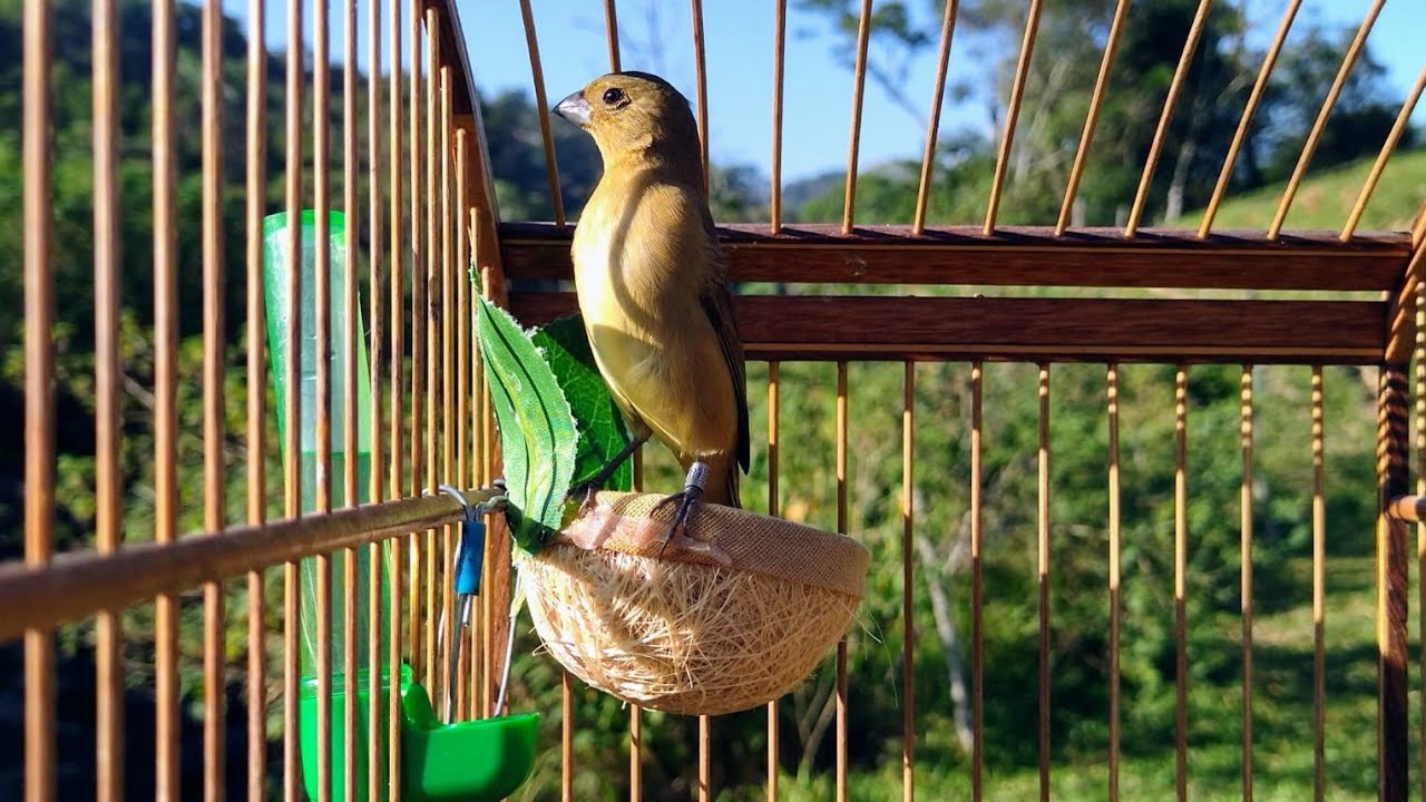 Fêmea chamando Levantar até Defunto