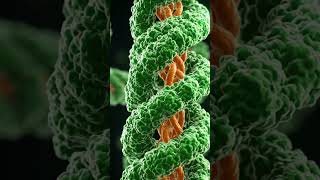 TMV Virus Structure and Bacteriophage Explained | Biology Class 11/12/NEET