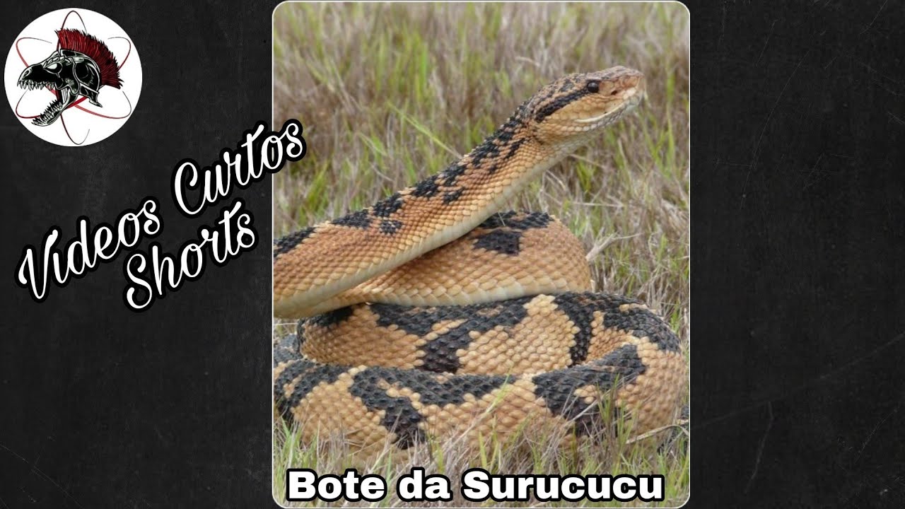 Bote da Surucucu | Shorts | Biólogo Henrique