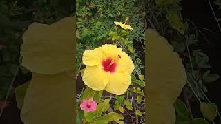 Subha Ka Khubsurat Pal Vlog