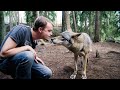 Парень спас волков от смерти. Как отблагодарили человека хищники? Невероятная история из жизни