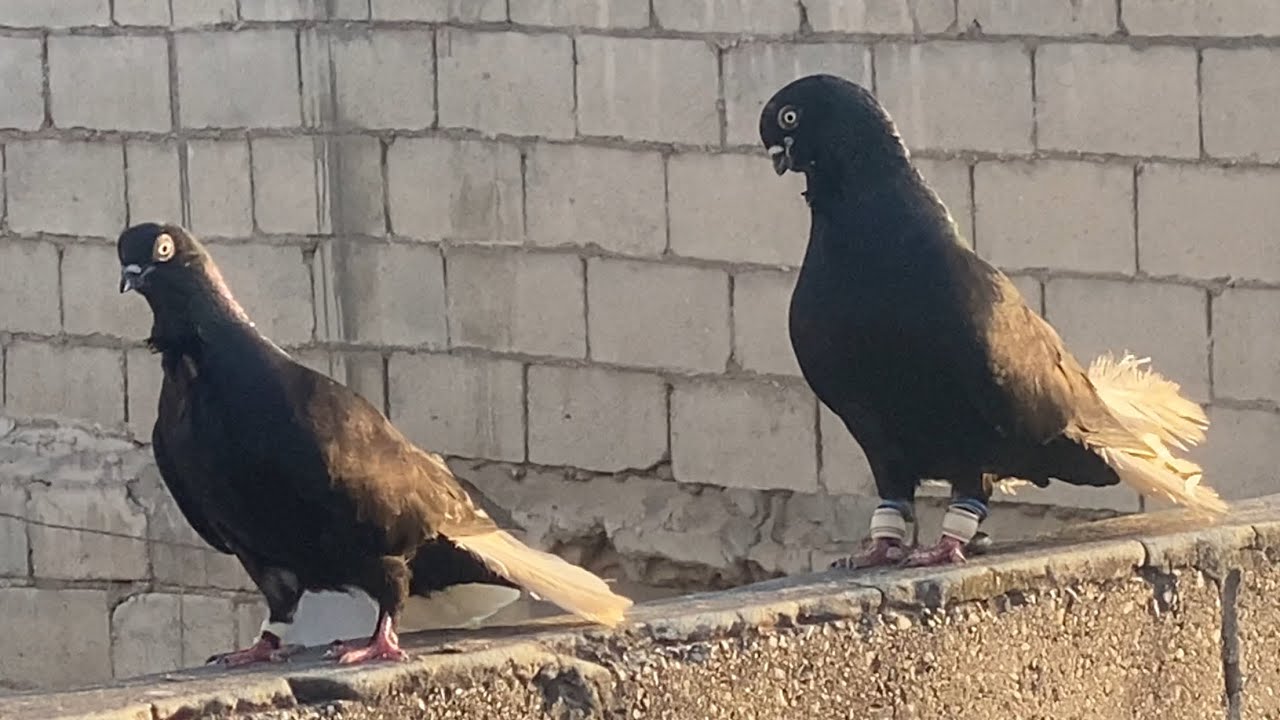 زياره ابو متعب هل النوري بسحاب اساسي🔥