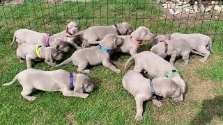 Weimaraner puppy's first time outside and sweet puppy sounds!#weimaraners #weimaraner #kickandstark