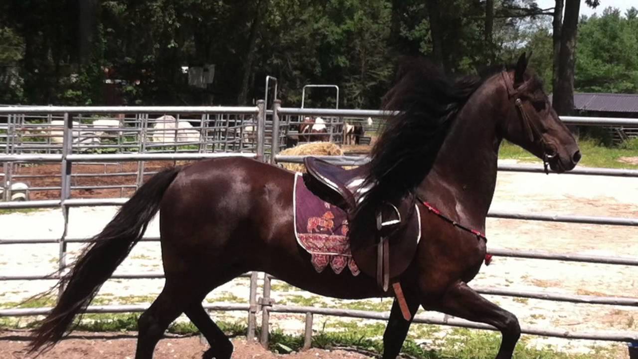 Atticus 2007 Georgian Grande - YouTube