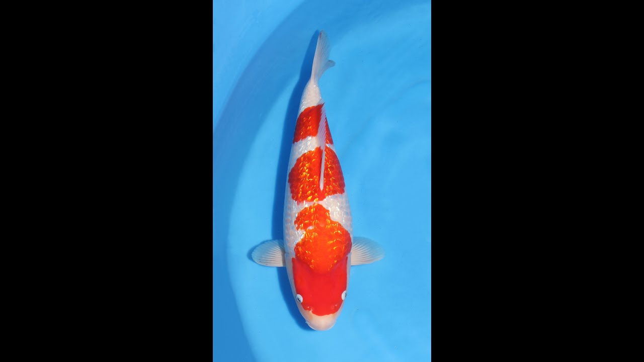 錦鯉銀鱗紅白 錦鯉/TORAZO銀鱗紅白♀46㎝/仙助 - YouTube