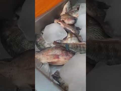 احلى بورى مشوى على الشوايه هو من رشيد