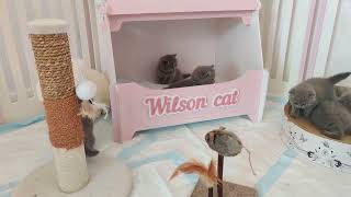 KITTENS 28 DAY by WILSON CAT 31 views 2 years ago 5 minutes, 10 seconds