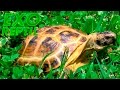 Exo Reptil - Tortuga Rusa Comiendo (Testudo horsfieldii)