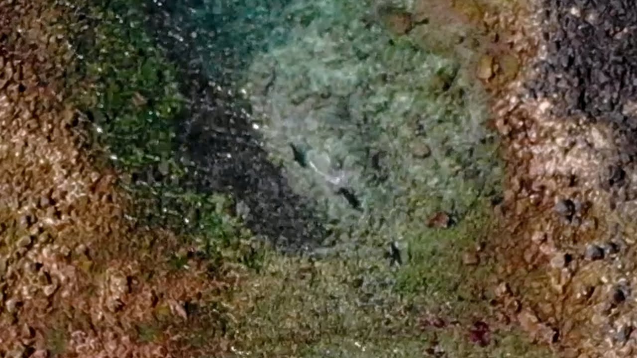 Drone accidentally captures footage of sea lions hunting salemas