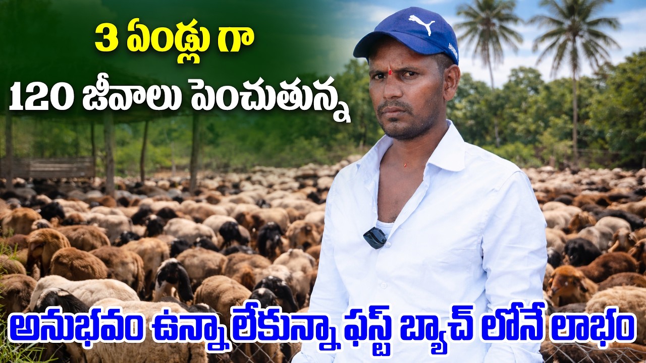 3 ఏండ్లు గా 120 జీవాలు పెంచుతున్న... Sheep Farming | | Kiran TV Rythu