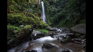 Stop Relief from Stress and Anxiety, Birds Song in the Forest, Deep Healing Music for the Body