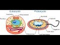 Microbiology of Eukaryotes Fungi, Part I