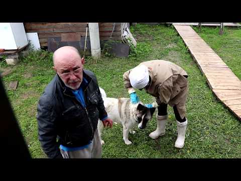 Видео: Как очистить засохшие фекалии от собаки