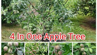 Khmer Homegrown Garden In  USA | Fruit Tree | 4 In One Apple Tree In Maryland USA |  Khmer USA Vlog