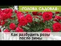 Голова садовая - Как разбудить розы после зимы