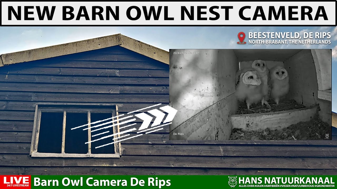 LIVE🦉 Barn Owl Camera De Rips (Kerkuil camera) indoor view