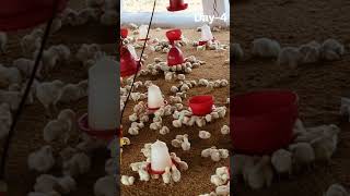 broiler chickens day-4