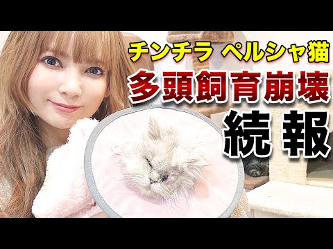 【重要】莫大な義援金が集まりました!多頭飼育崩壊の続報!