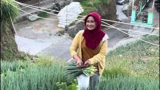 SATU KALI TANAM SETIAP HARI PANEN