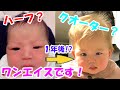 【1年で激変!?】ハーフ系赤ちゃん0歳~1歳の瞳や髪色の変化【ワンエイス】