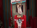 Rudolf Reindeer - I need subscribers thanks for your kindness