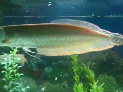 12 inch Silver Arowana Eating Huge Cockroach YouTube