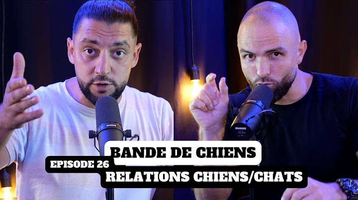 Mon CHIEN peut-il attaquer mon CHAT ?   - BANDE DE CHIENS Ep26