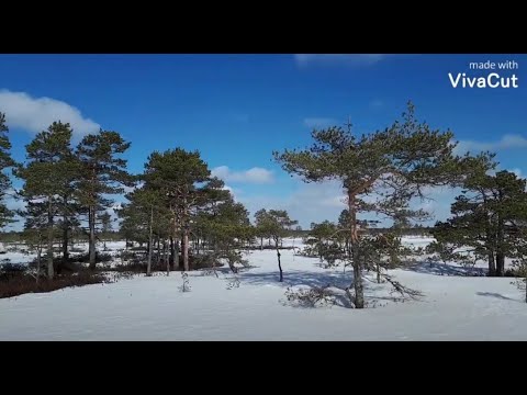 Video: Tattarihunajan hyödyt ja haitat ihmiskeholle