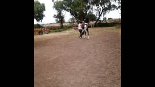 Santa Rita, Jalisco: Adiestramiento de Caballos de Rienda Charra y parte de La Alta Escuela, 3