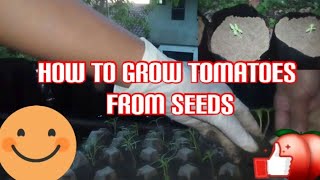 HOW TO GROW TOMATOES FROM SEEDS (Step by Step)