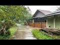 Heavy rain in beautiful rural areas in indonesia  refreshing natural rain  rain sound for sleeping