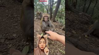 MINTA TOLONG KE MONYET ‼️