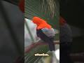 The Bird That Glows for Attention Cock-of-the-Rock Dance