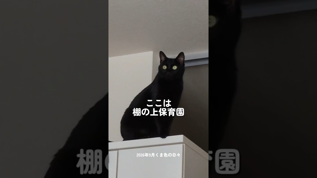 黒猫様 2026初秋の黒猫 - YouTube