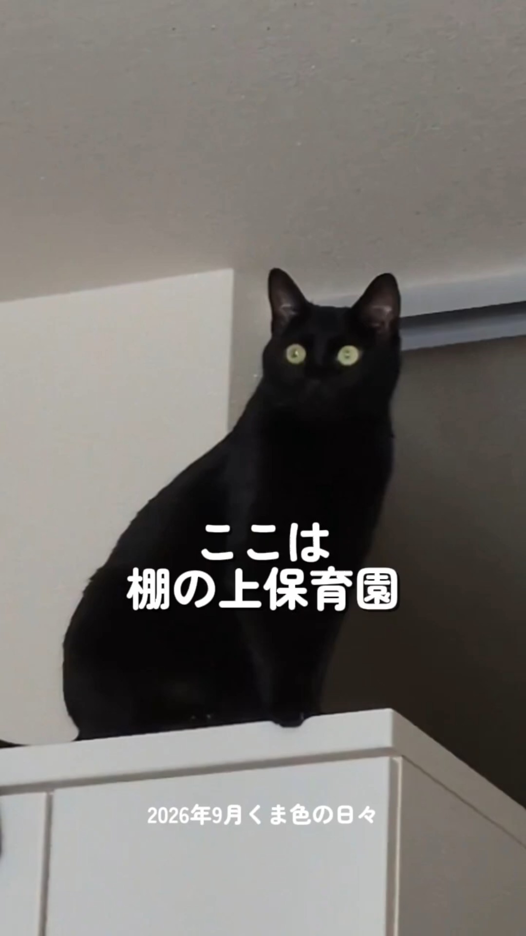 2026初秋の黒猫 - YouTube