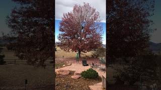 Time Lapse Autumn Blaze Maple Prune