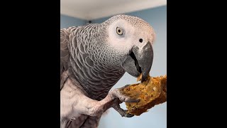 Homemade Birdie Bread