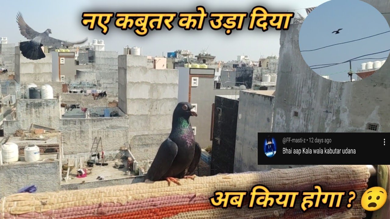 naye kabutar ko Uda Diya