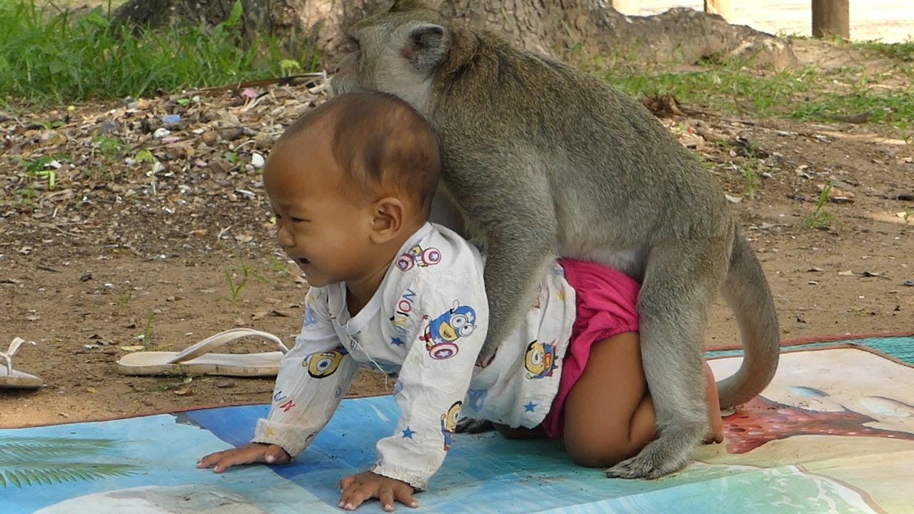 Amazing Monkey Sok Carry Human Baby Sok Has Best Relationship With