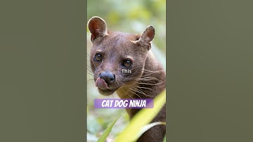 Cat-Dog-Ninja of Madagascar! #facts #animalfacts #animalknowledge #nature #funfacts #animal #animals