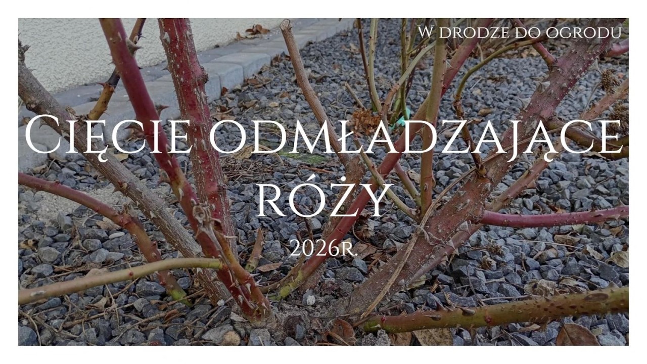 Cięcie odmładzające róży - 2026r